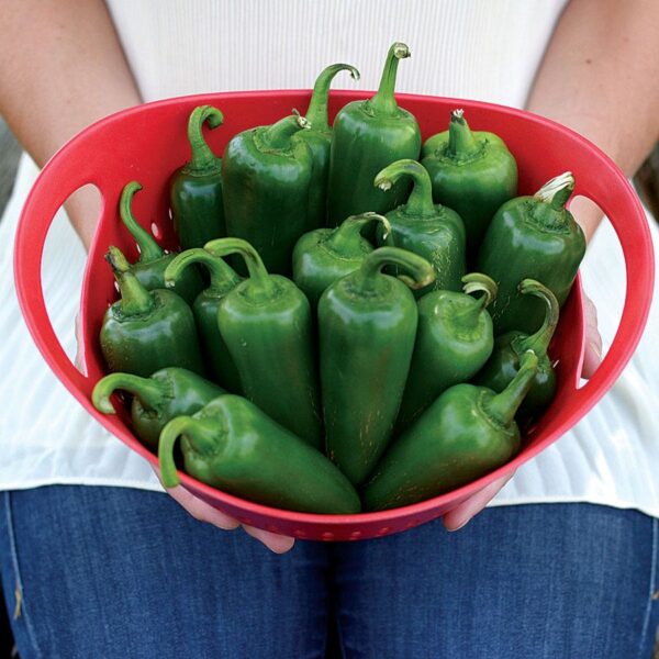 Park's Whopper Jalapeño Pepper Seeds