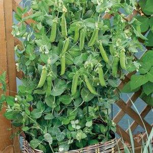 Patio Pride Organic Pea Seeds