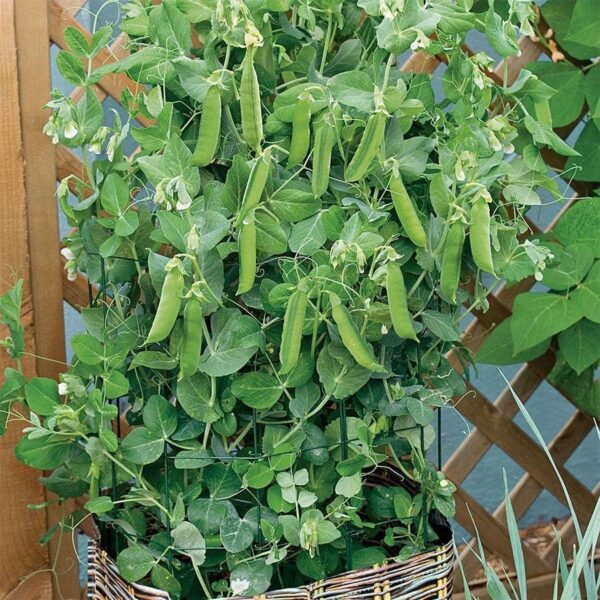 Patio Pride Organic Pea Seeds