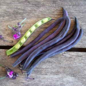 Purple Queen Improved Garden Bean Seeds