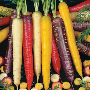 Rainbow Carrot Seeds Blend