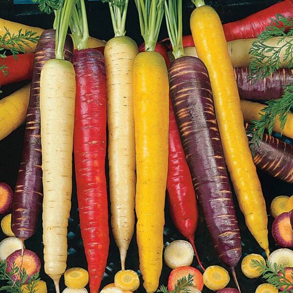 Rainbow Carrot Seeds Blend