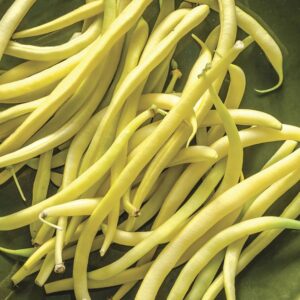 Rocdor Garden Bean Seeds