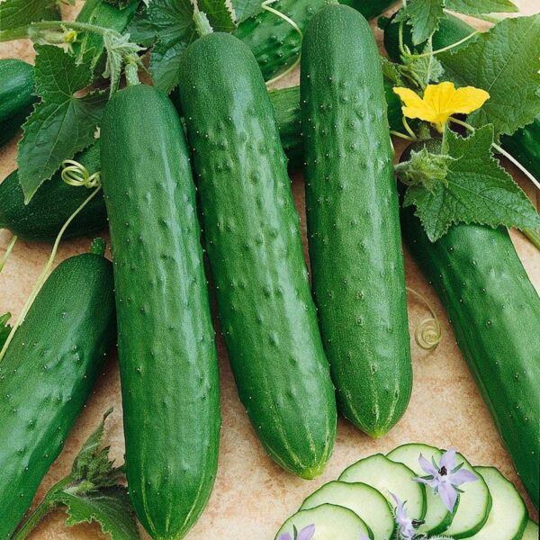 Saladmore Bush Hybrid Cucumber Seeds