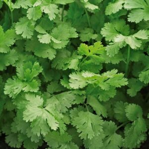 Santo Cilantro Seeds