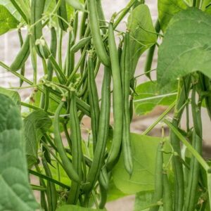 Seychelles Garden Bean Seeds