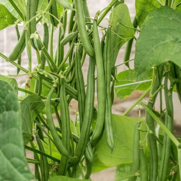 Seychelles Garden Bean Seeds