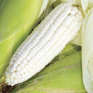 Silver Queen Hybrid Sweet Corn Seeds