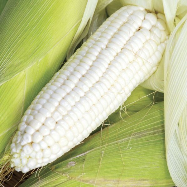 Silver Queen Hybrid Sweet Corn Seeds