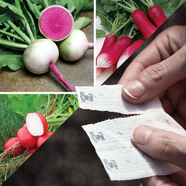 Sow Effortless Collection™ Gourmet Radish Seed Tape Collection