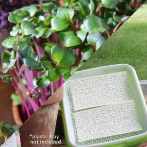 Sow Effortless Collection™ Organic Radish Sangria Microgreen Seed Mat Set of 2