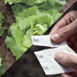 Sow Effortless Collection™ Sylvestra Lettuce Seed Tape