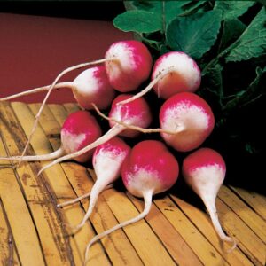 Sparkler Organic Radish Seeds