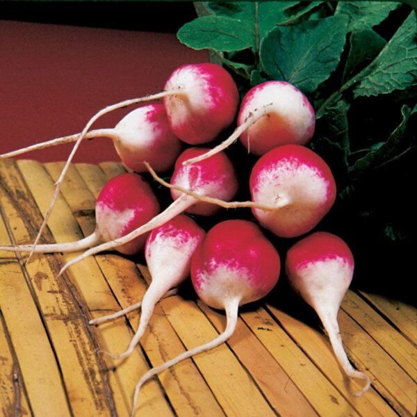 Sparkler Organic Radish Seeds