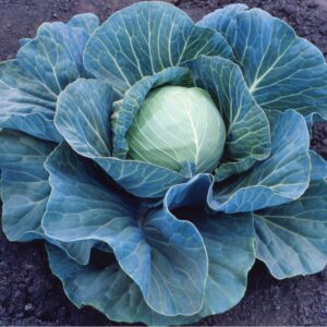 Stonehead Hybrid Cabbage Seeds