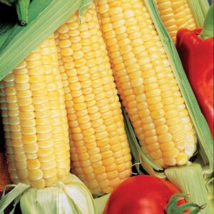 Sugar Buns Hybrid Sweet Corn Seeds