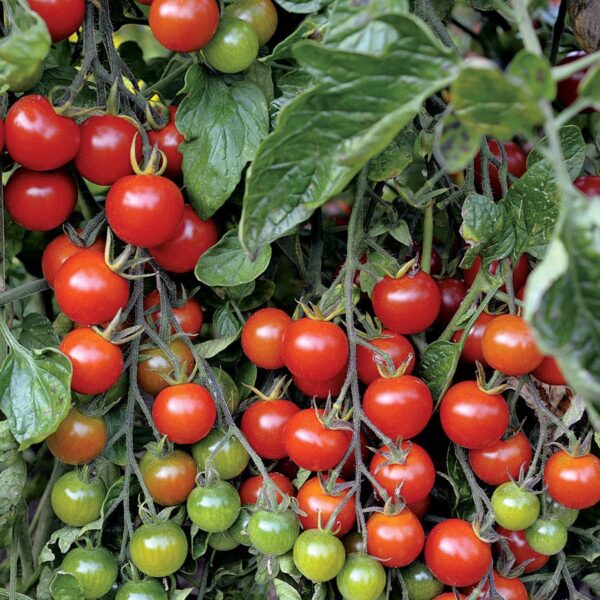 Sweet Million Hybrid Cherry Tomato Seeds