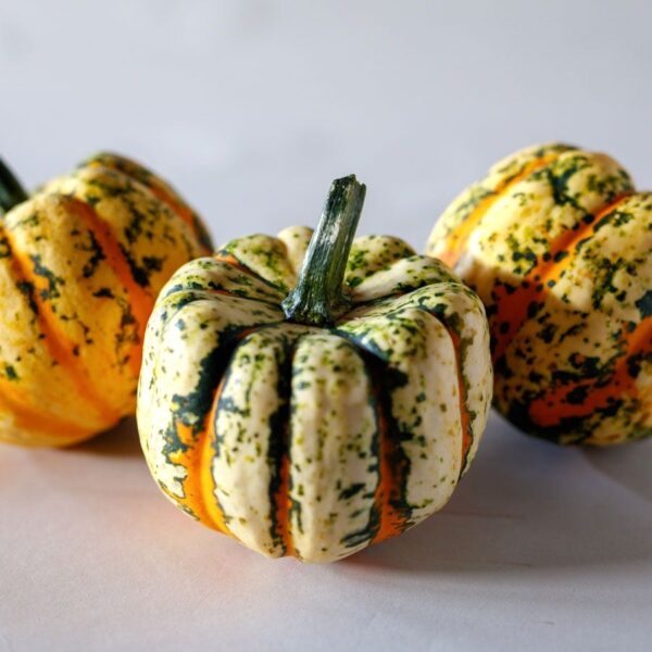Thriller Hybrid Squash Seeds