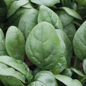 Tundra Hybrid Organic Spinach Seeds