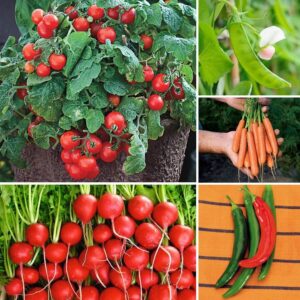 Ultimate Park Seed Container Seed Collection