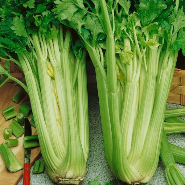 Utah Tall Organic Celery Seeds