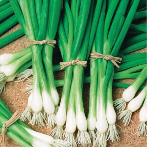 Warrior Bunching Onion Seeds