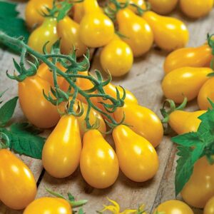 Yellow Pear Tomato Seeds - Organic