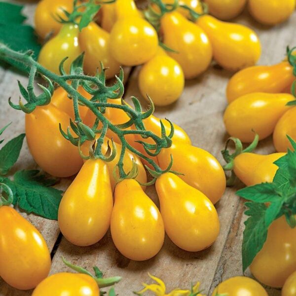Yellow Pear Tomato Seeds - Organic